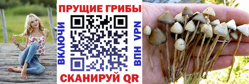 Псилоцибиновые грибы мицелий Котово